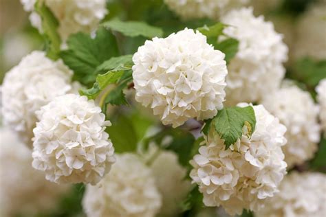 what is viburnum plant.